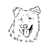 Aidi the dog vector sketch