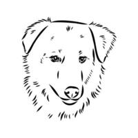 Aidi the dog vector sketch