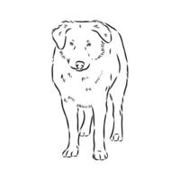 Aidi the dog vector sketch