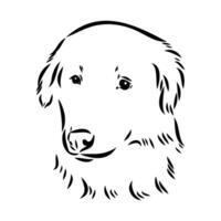 Aidi the dog vector sketch