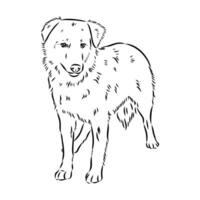 Aidi the dog vector sketch