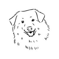 Aidi the dog vector sketch