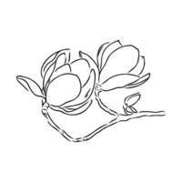 magnolia flower vector sketch