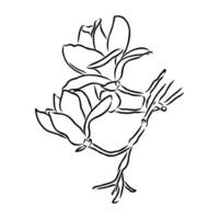 magnolia flower vector sketch