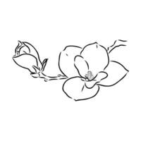 magnolia flower vector sketch