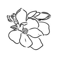 magnolia flower vector sketch