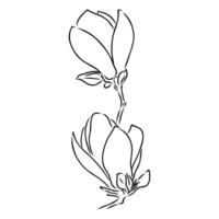 magnolia flower vector sketch