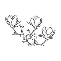 magnolia flower vector sketch