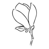 magnolia flower vector sketch