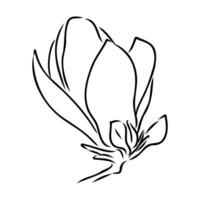 magnolia flor vector bosquejo