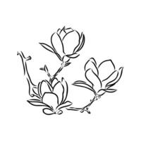 magnolia flower vector sketch