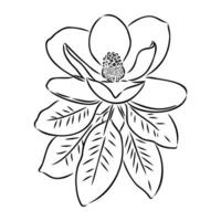 magnolia flor vector bosquejo