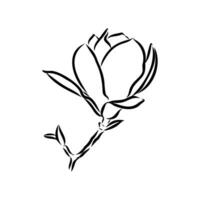 magnolia flower vector sketch