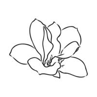 magnolia flor vector bosquejo