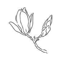 magnolia flower vector sketch