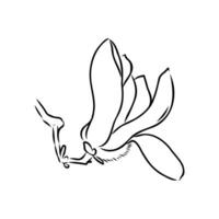 magnolia flower vector sketch