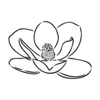 magnolia flower vector sketch