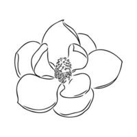 magnolia flor vector bosquejo