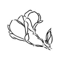 magnolia flower vector sketch