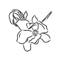 magnolia flower vector sketch