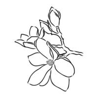 magnolia flor vector bosquejo