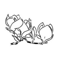 magnolia flower vector sketch