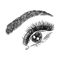 beauty's eyes vector sketch