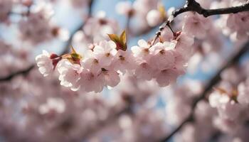 ai generado Cereza flores en un árbol en el primavera foto