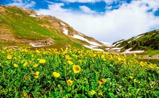 paisaje en el montañas. panorámico ver desde el parte superior de sonmarg, cachemir Valle en el himalaya región. prados, alpino árboles, flores silvestres y nieve en montaña en India. concepto viaje naturaleza. foto