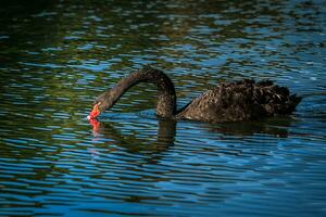 Black swans play in the water in Pang Oung Lake. Mae Hong Son Province Northern Thailand. photo