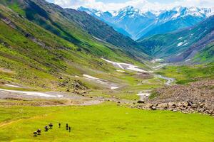 Landscape in the mountains. Panoramic view from the top of Sonmarg, Kashmir valley in the Himalayan region. meadows, alpine trees, wildflowers and snow on mountain in india. Concept travel nature. photo