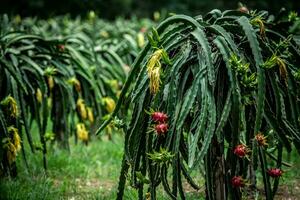 continuar Fruta árbol esperando para el cosecha en el agricultura granja a asiático, plantación continuar Fruta en Tailandia Fruta huerta al aire libre natural. foto