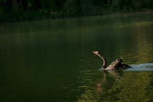 Black swans play in the water in Pang Oung Lake. Mae Hong Son Province Northern Thailand. photo