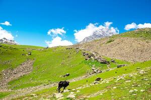 Landscape in the Himalayas Panoramic view from the top of Sonmarg, Nepal's Kashmir valley in the Himalayan region. Grasslands, wildflowers and mountain snow. hiking concept Nature camping, India photo