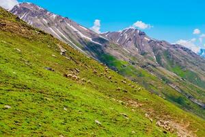 Landscape in the mountains. Panoramic view from the top of Sonmarg, Kashmir valley in the Himalayan region. meadows, alpine trees, wildflowers and snow on mountain in india. Concept travel nature. photo