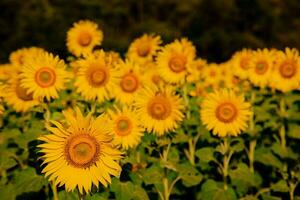 girasol creciente en campo de girasoles durante un bonito soleado invierno día amarillo girasoles contraste con el azul cielo en agricultores jardín en asiático natural antecedentes. foto