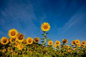 girasol creciente en campo de girasoles durante un bonito soleado invierno día amarillo girasoles contraste con el azul cielo en agricultores jardín en asiático natural antecedentes. foto