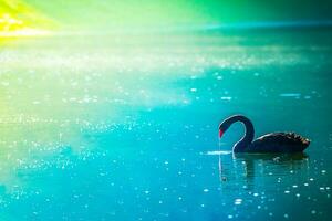 Black swans play in the water in Pang Oung Lake. Mae Hong Son Province Northern Thailand. photo