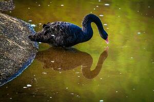 Black swans play in the water in Pang Oung Lake. Mae Hong Son Province Northern Thailand. photo