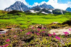 paisaje en el montañas. panorámico ver desde el parte superior de sonmarg, cachemir Valle en el himalaya región. prados, alpino árboles, flores silvestres y nieve en montaña en India. concepto viaje naturaleza. foto