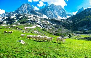 Landscape in the mountains. Panoramic view from the top of Sonmarg, Kashmir valley in the Himalayan region. meadows, alpine trees, wildflowers and snow on mountain in india. Concept travel nature. photo