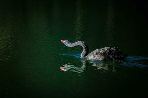 Black swans play in the water in Pang Oung Lake. Mae Hong Son Province Northern Thailand. photo