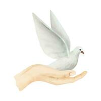 White flying dove of peace sitting on hand watercolor vector illustration. Hand drawn pigeon bird in realistic simple style