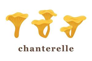 Set of large and small chanterelle mushrooms. edible mushrooms. Isolated vector illustration.