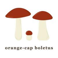 Set of large and small orange cap boletus mushrooms. edible mushrooms. Isolated vector illustration.