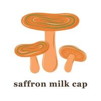 Set of large and small saffron milk cap mushrooms. edible mushrooms. Isolated vector illustration.