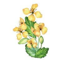 Celandine medicinal plant watercolor illustration isolated on white background. Chelidonium yellow flower hand drawn. Useful herbal flower painted. Design for label, package, postcard vector