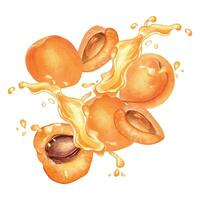 Watercolor illustration with apricots levitation and juice drop, isolated on white. Apricot pit, segment fruits nectarine, splashing juice hand drawn. Design element for package, oil, cosmetic, menu vector