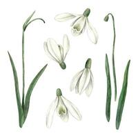 Watercolor set of delicate hand-painted snowdrops. Sketch on isolated background for greeting cards, invitations, banners, posters, textiles, graphic design vector