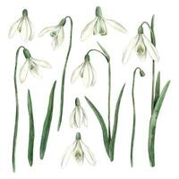 Watercolor set of delicate hand-painted snowdrops. Sketch on isolated background for greeting cards, invitations, banners, posters, textiles, graphic design vector